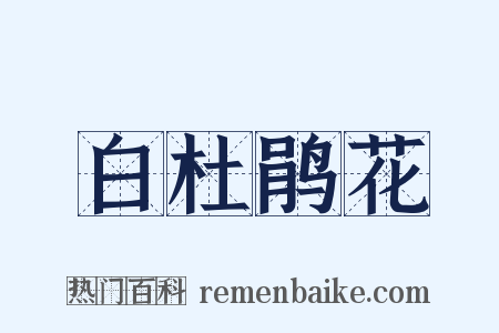 白杜鹃花是什么意思的图片